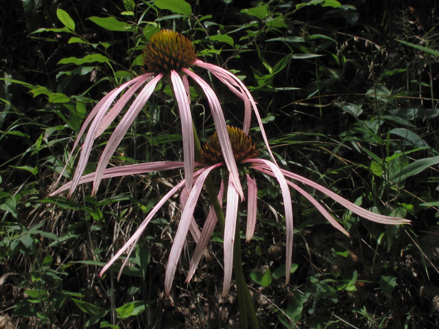 Echinacea laevigata (Smooth purple coneflower) #60424