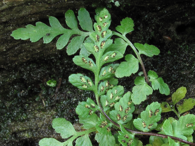 Asplenium bradleyi (Bradley's spleenwort) #60427