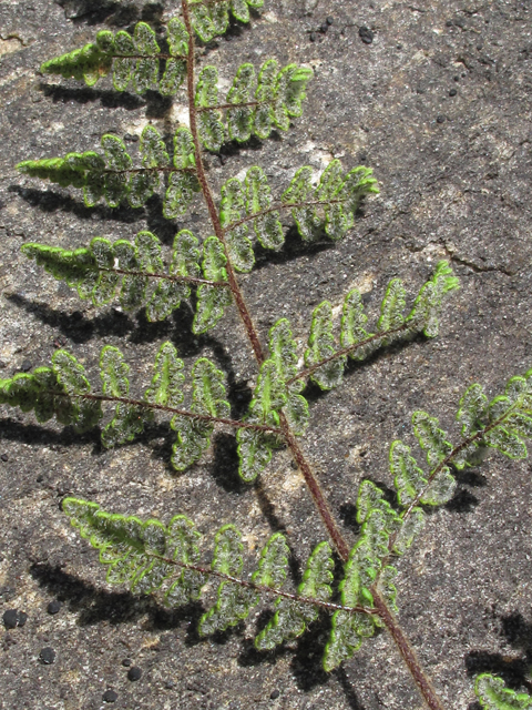 Cheilanthes lanosa (Hairy lipfern) #60428