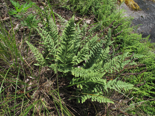 Cheilanthes lanosa (Hairy lipfern) #60430