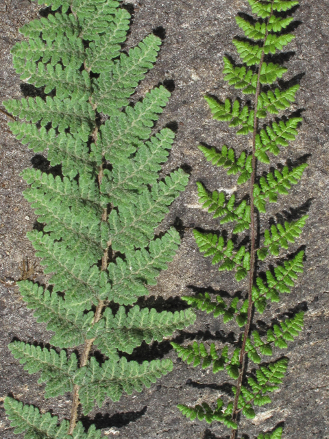 Cheilanthes lanosa (Hairy lipfern) #60438