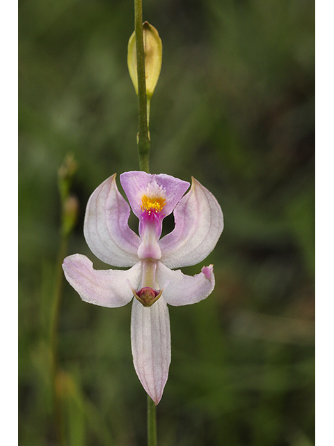 Calopogon pallidus (Pale grass-pink) #60663