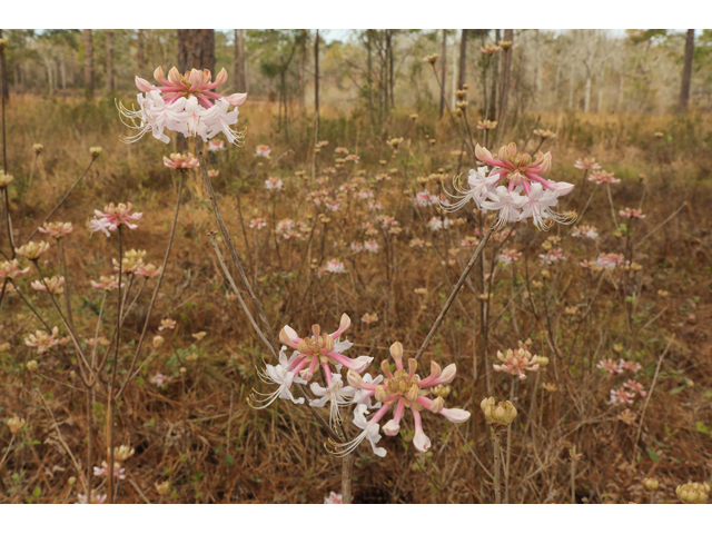 Rhododendron canescens (Mountain azalea) #60671