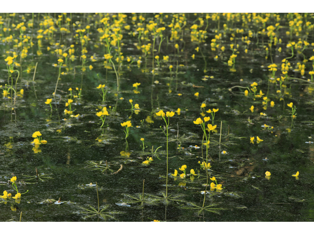 Utricularia inflata (Swollen bladderwort) #60675