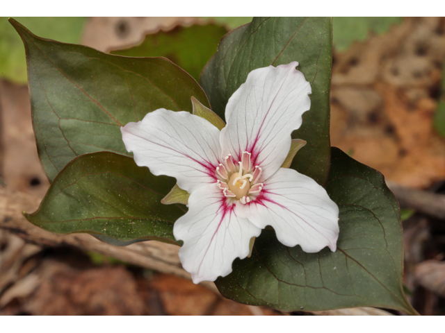 Trillium undulatum (Painted trillium) #60680