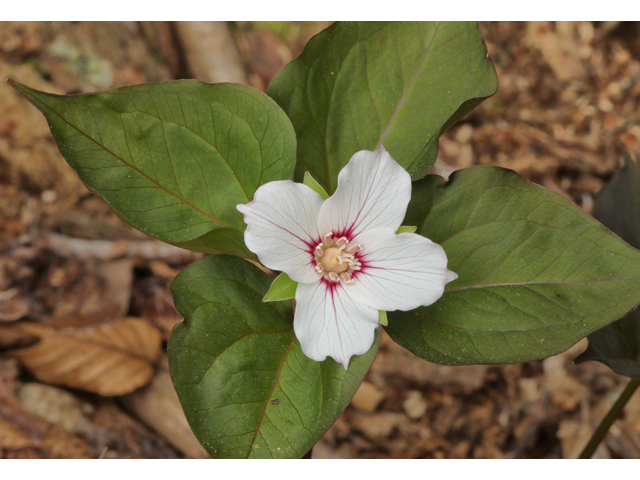 Trillium undulatum (Painted trillium) #60681