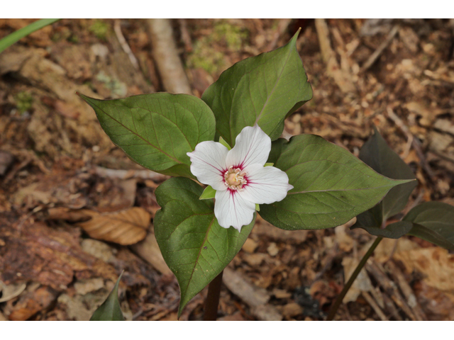 Trillium undulatum (Painted trillium) #60682