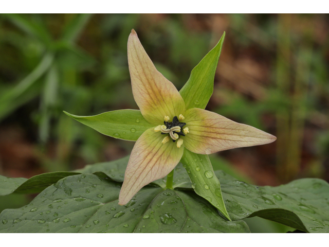 Trillium erectum (Red trillium) #60684