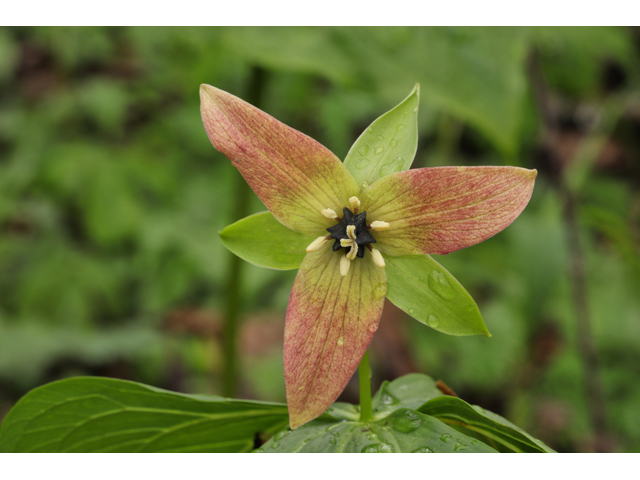 Trillium erectum (Red trillium) #60685