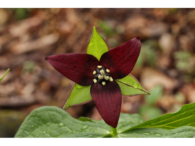 Trillium erectum (Red trillium) #60686