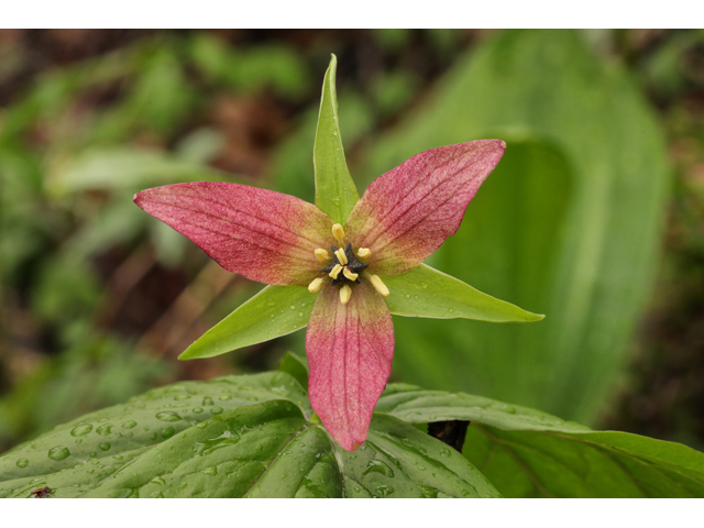 Trillium erectum (Red trillium) #60687