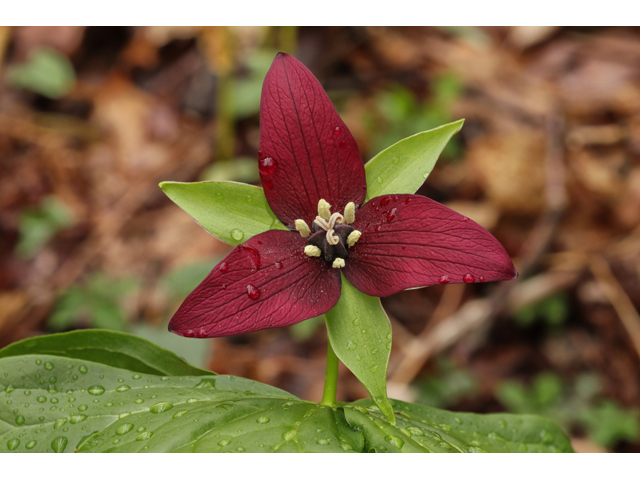 Trillium erectum (Red trillium) #60689