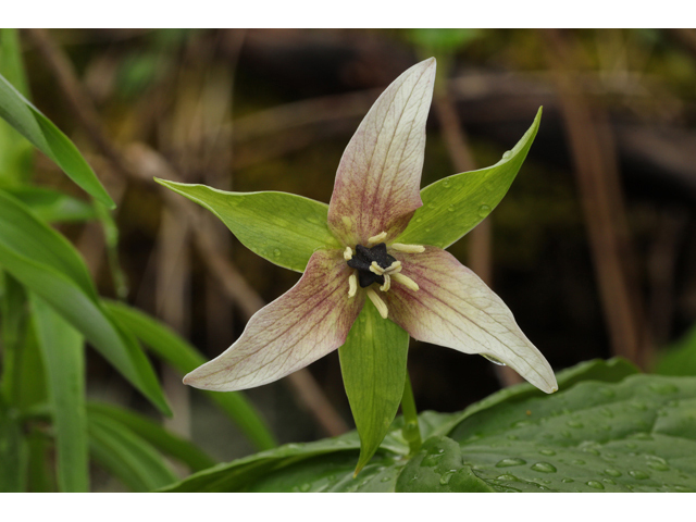 Trillium erectum (Red trillium) #60690