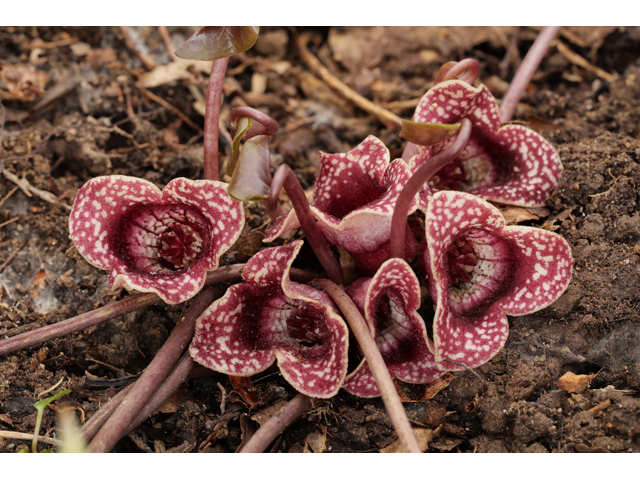 Hexastylis minor (Little heartleaf) #60692