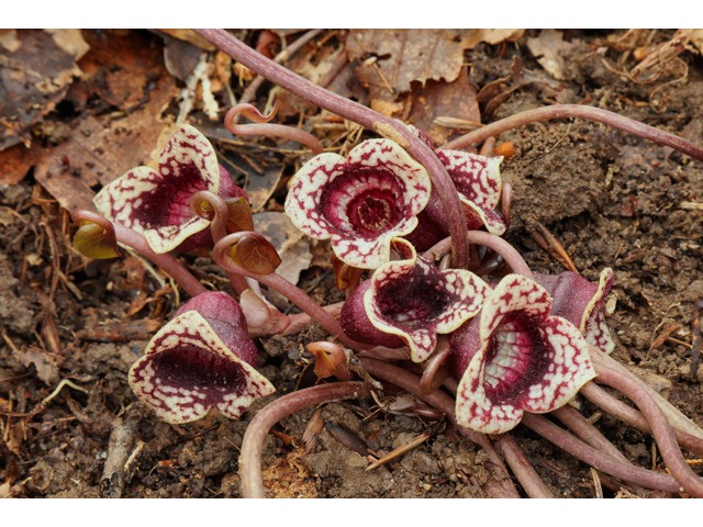 Hexastylis minor (Little heartleaf) #60693