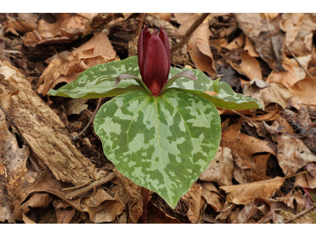 Trillium cuneatum (Little sweet betsy) #60694