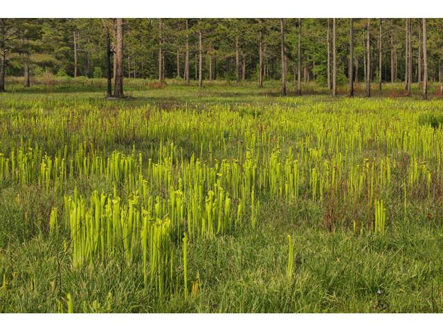 Sarracenia flava (Yellow pitcherplant) #60704