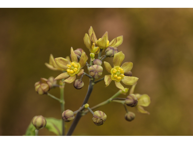 Caulophyllum thalictroides (Blue cohosh) #60723