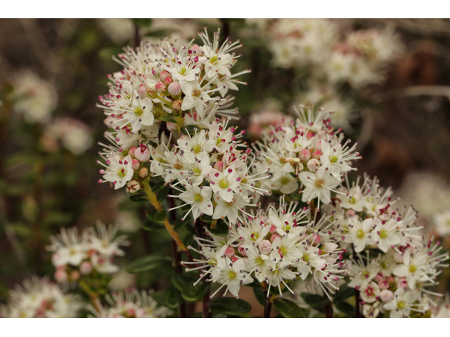 Leiophyllum buxifolium (Sandmyrtle) #60729