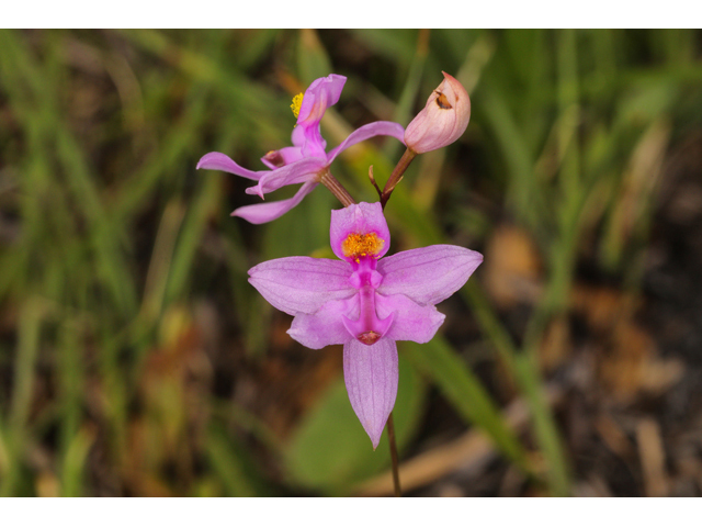 Calopogon barbatus (Bearded grasspink) #60735