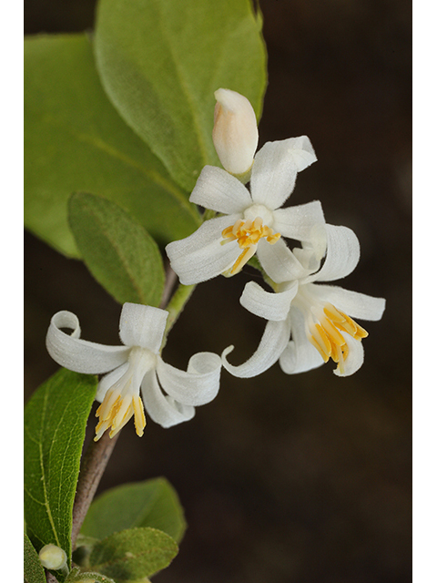 Styrax americanus (American snowbell) #60742