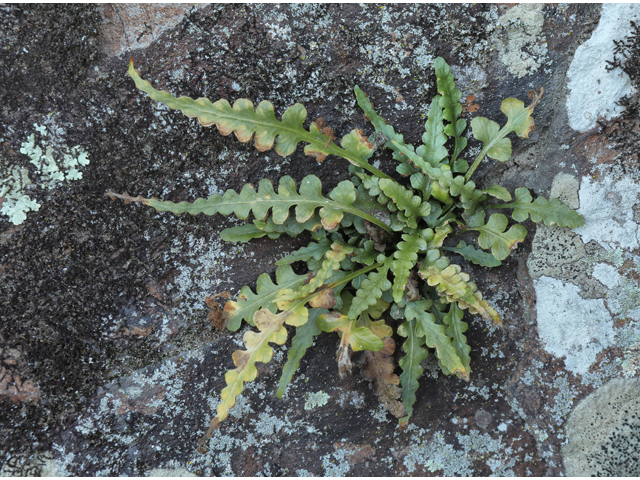 Asplenium pinnatifidum (Lobed spleenwort) #60747