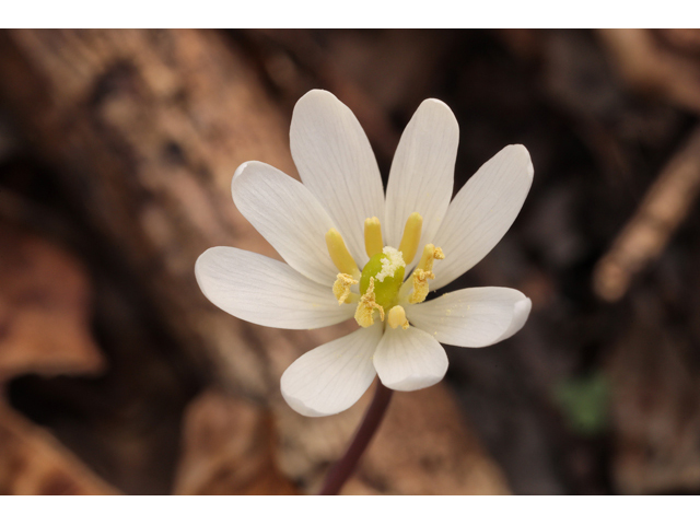 Jeffersonia diphylla (Twinleaf) #60748