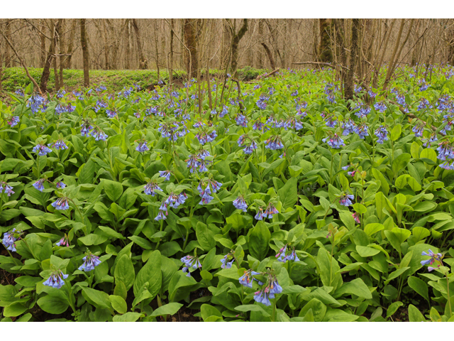 Mertensia virginica (Virginia bluebells) #60751