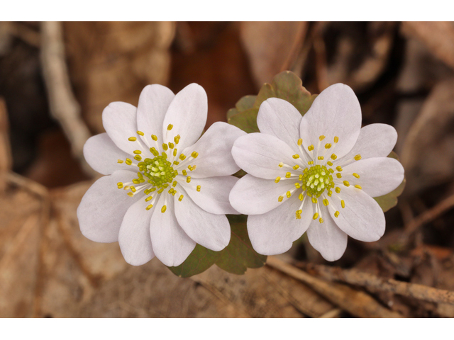 Thalictrum thalictroides (Rue anemone) #60754