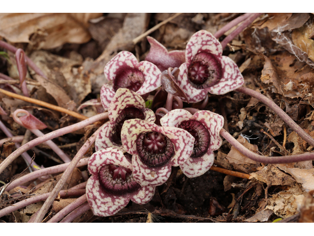 Hexastylis minor (Little heartleaf) #60760