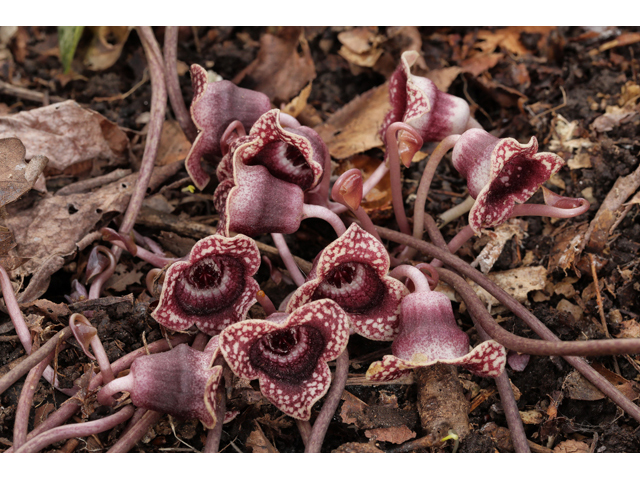 Hexastylis minor (Little heartleaf) #60761