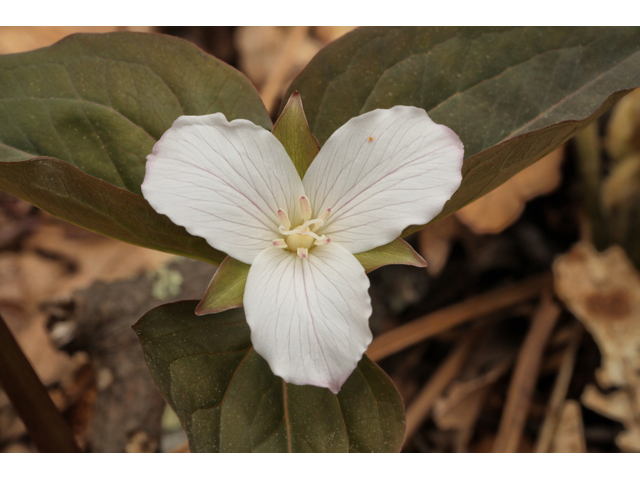 Trillium undulatum (Painted trillium) #60764