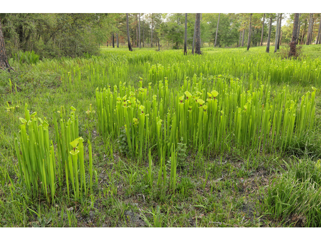 Sarracenia flava (Yellow pitcherplant) #60775