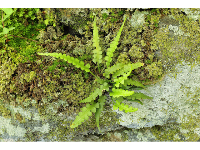 Asplenium pinnatifidum (Lobed spleenwort) #60778