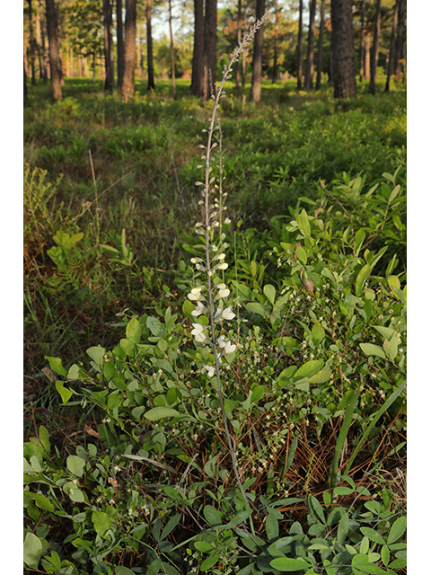 Baptisia albescens (Spiked wild indigo) #60788