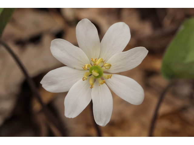 Jeffersonia diphylla (Twinleaf) #60796