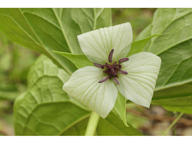 Trillium vaseyi (Sweet trillium) #60808