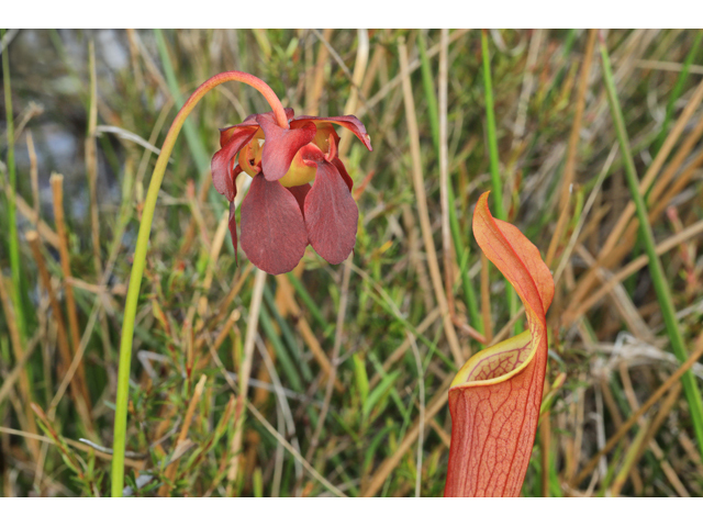 Sarracenia rubra (Sweet pitcherplant) #60812