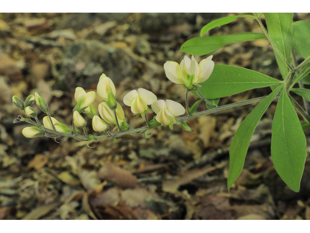 Baptisia bracteata (Longbract wild indigo) #60814