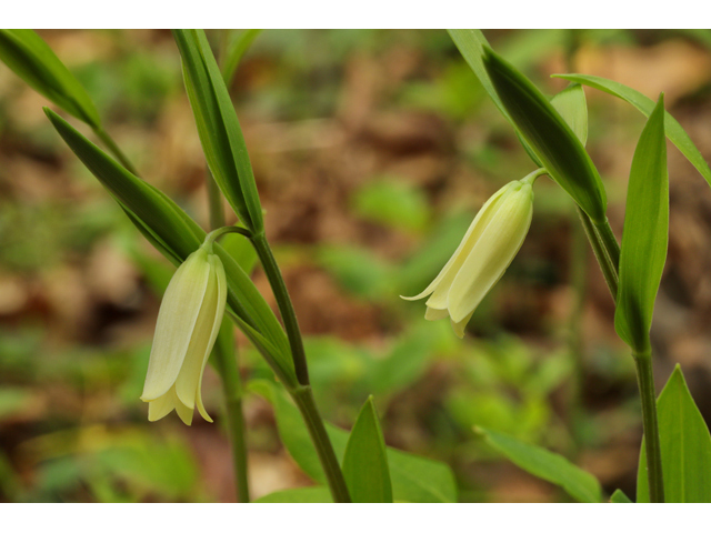 Uvularia puberula (Mountain bellwort) #60816