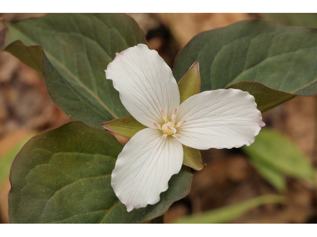 Trillium undulatum (Painted trillium) #60819