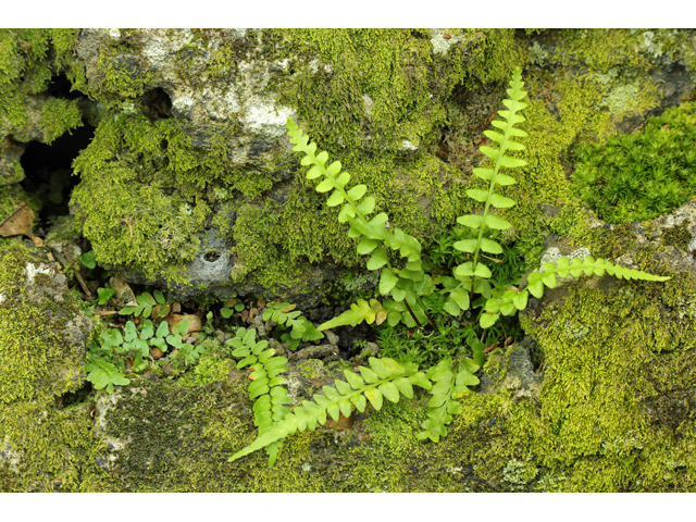 Asplenium kentuckiense (Kentucky spleenwort) #60834