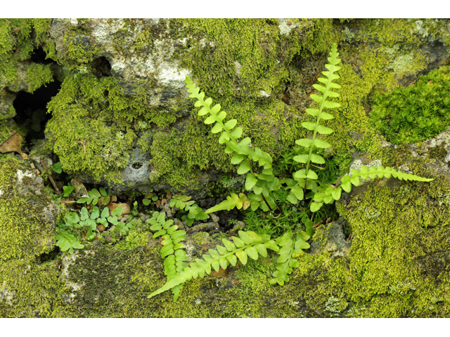 Asplenium pinnatifidum (Lobed spleenwort) #60835