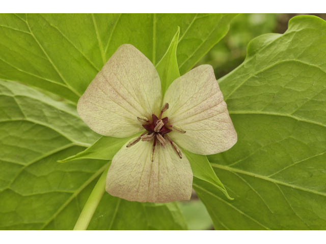 Trillium vaseyi (Sweet trillium) #60838