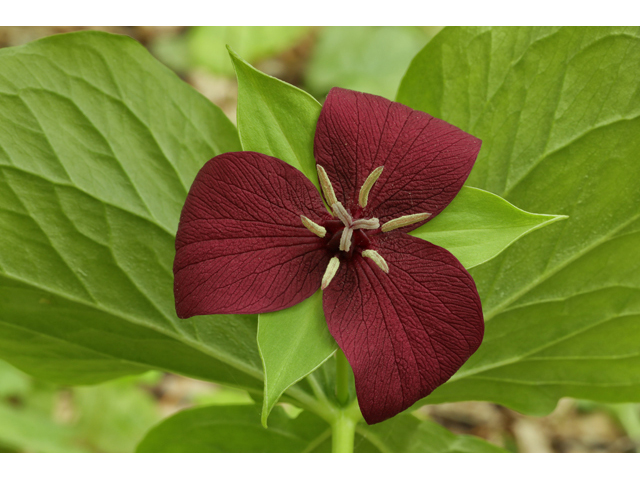 Trillium vaseyi (Sweet trillium) #60839