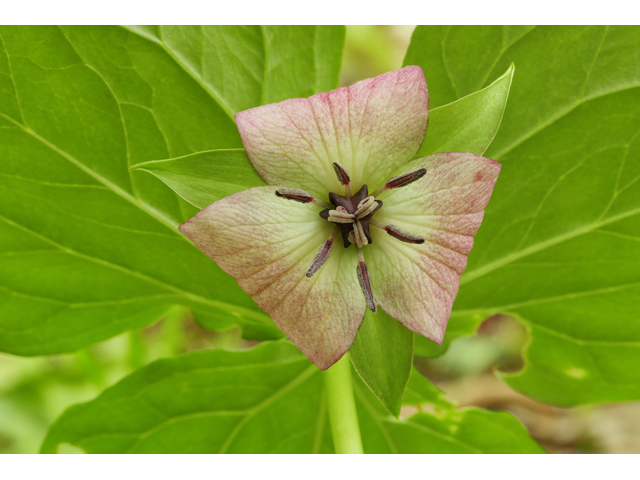 Trillium vaseyi (Sweet trillium) #60840