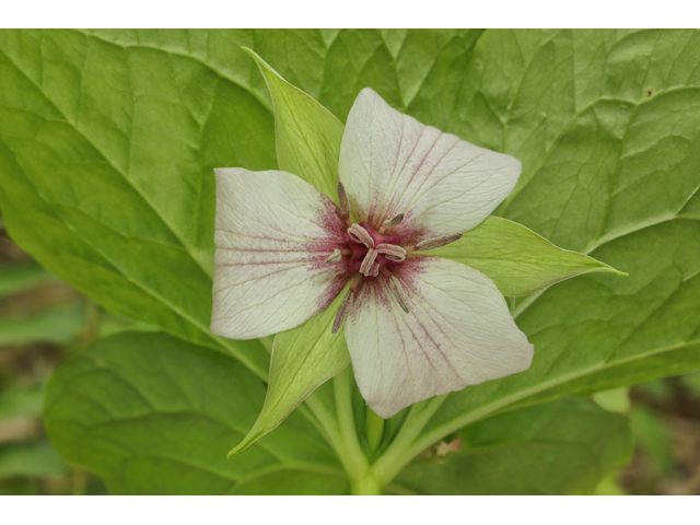 Trillium vaseyi (Sweet trillium) #60844