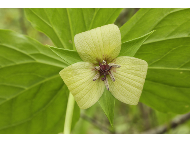 Trillium vaseyi (Sweet trillium) #60845