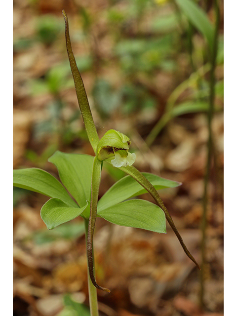 Isotria verticillata (Large whorled pogonia) #60846