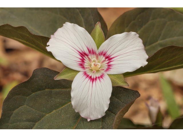 Trillium undulatum (Painted trillium) #60847